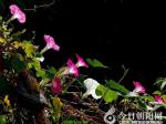 【今日朝陽網(wǎng)】牽?；ǎǜ饏裁担?/>
						</a>
			</div>
			<span style=