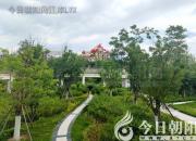 樹(shù)姿百貌——翠薇樹(shù)（陳玉民）