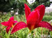 寫(xiě)給遠(yuǎn)方朋友的信（孔盛楠 周德姝）
